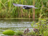Black Tern - Zwarte Stern - Chlidonias niger