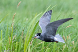 Black Tern - Zwarte Stern - Chlidonias niger