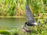 Black Tern - Zwarte Stern - Chlidonias niger