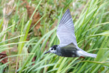 Black Tern - Zwarte Stern - Chlidonias niger