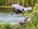 Black Tern - Zwarte Stern - Chlidonias niger
