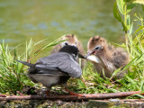 Black Tern - Zwarte Stern - Chlidonias niger