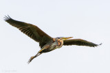 Purple Heron - Purperreiger - Ardea purpurea