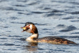 Great Crested Grebe - Fuut - Podiceps cristatus