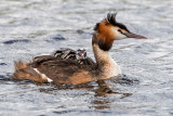Great Crested Grebe - Fuut - Podiceps cristatus