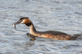 Great Crested Grebe - Fuut - Podiceps cristatus