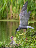 Black Tern - Zwarte Stern - Chlidonias niger