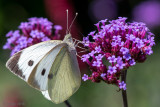Large White - Groot Koolwitje - Pieris brassicae