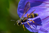 Ornate tailed digger wasp - Groefbijendoder - Cerceris rybyensis