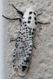 Wood Leopard Moth - Gestippelde Houtvlinder - Zeuzera pyrina