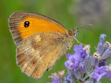Gatekeeper - Oranje Zandoogje - Pyronia tithonus