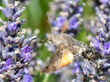 Hummingbird Hawk-moth - Kolibrievlinder - Macroglossum stellatarum