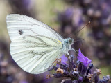 Green-veined White - Klein Geaderd Witje - Pieris napi