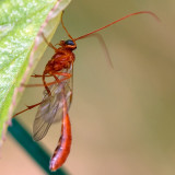  Ophioninae - Sluipwesp - Ophion spec