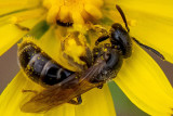 Sweat Bee - Groefbij onbekend - Lasioglossum spec