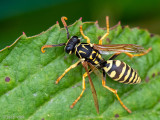 European Paper Wasp - Franse Veldwesp - Polistes dominula
