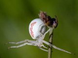 Flower Crab Spider - Gewone Kameleonspin - Misumena vatia