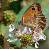 Gatekeeper - Oranje Zandoogje - Pyronia tithonus