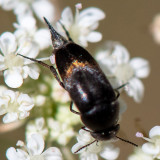 Tumbling Flower Beetle - Viltbandkevertje - Variimorda villosa