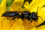 Panurginae - Kleine Roetbij - Panurgus calcaratus