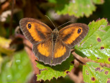 Gatekeeper - Oranje Zandoogje - Pyronia tithonus
