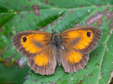 Gatekeeper - Oranje Zandoogje - Pyronia tithonus
