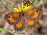 Gatekeeper - Oranje Zandoogje - Pyronia tithonus