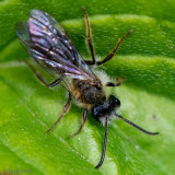 Mining bee - Gewone Rozenzandbij - Andrena fucata