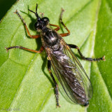 Common Red-legged Robber fly - Knobbelbladjager - Dioctria rufipes 