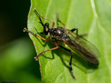 Common Red-legged Robber fly - Knobbelbladjager - Dioctria rufipes 