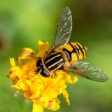 Syrphidae - Gewone Pendelvlieg - Helophilus pendulus