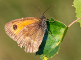 Gatekeeper - Oranje Zandoogje - Pyronia tithonus