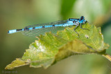 Common Blue Damselfly - Watersnuffel - Enallagma cyathigerum