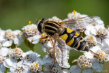 Syrphidae - Citroenpendelvlieg - Helophilus trivittatus
