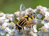 Syrphidae - Citroenpendelvlieg - Helophilus trivittatus