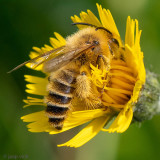 Pantaloon bee - Pluimvoetbij - Dasypoda hirtipes