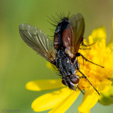 Tachinidae - Sluipvlieg - Eriothrix rufomaculata
