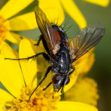 Tachinidae - Sluipvlieg - Eriothrix rufomaculata