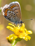 Silver-studded Blue - Heideblauwtje - Plebejus argus