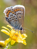 Silver-studded Blue - Heideblauwtje - Plebejus argus