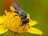 Megachilidae - Tronkenbij - Heriades truncorum