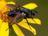Tachinidae - Sluipvlieg - Eriothrix rufomaculata