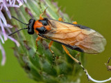 Turnip Sawfly - Knollenbladwesp - Athalia rosae