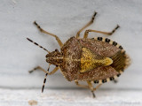 Sloe bug - Bessen(schild)wants - Dolycoris baccarum