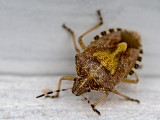 Sloe bug - Bessen(schild)wants - Dolycoris baccarum