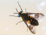 Twin-lobed Deerfly - Goudoogdaas - Chrysops relictus