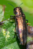 Beech Splendour Beetle - Groen Smalbuikje - Agrilus viridis