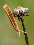 Crambidae - Variabele Grasmot - Agriphila tristella