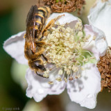 Great Banded Furrow-bee - Breedbandgroefbij - Halictus scabiosae