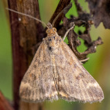 Straw-barred Pearl - Weegbreemot - Pyrausta despicata